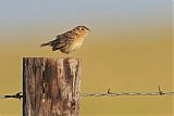 Grasshopper Sparrow